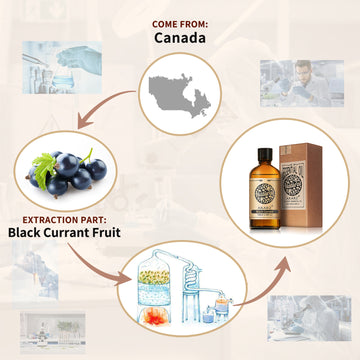 Black Currant Essential Oil AKARZ Natural And Pure ( 30ML 100ML )